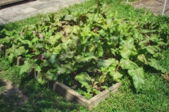 Jardin IZDSP_Instituto Zoila (2)