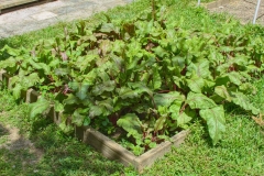 Jardin IZDSP_Instituto Zoila (3)