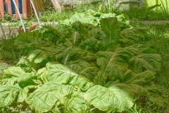 Jardin IZDSP_Instituto Zoila (8)