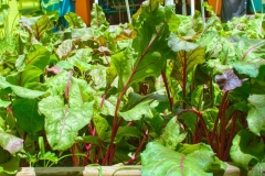 Jardin IZDSP_Instituto Zoila (9)